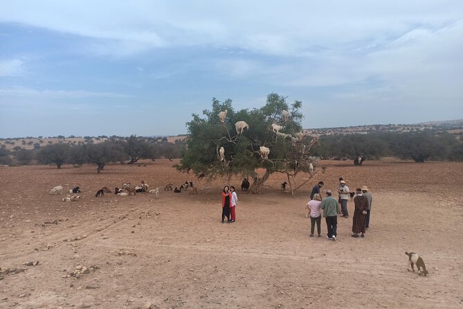 Essaouira Day Trip From Marrakech - Assistance and Support Information