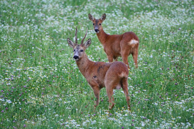 Evening Wildlife Safari From Stockholm - Value for Money Analysis