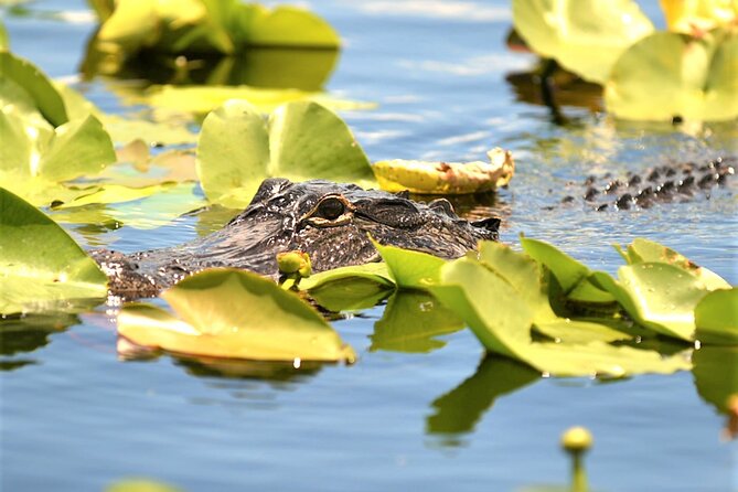 Everglades Airboat Tour in Fort Lauderdale - Customer Feedback