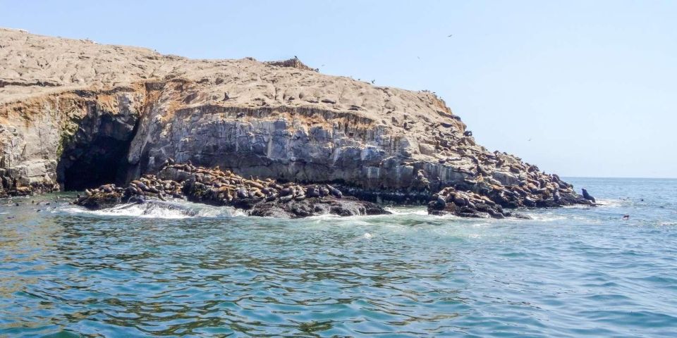 Excursion to Palomino Island Entrance, Sea Lions - Inclusions