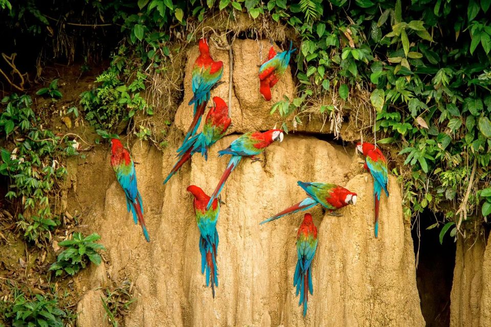 Excursion to the Chuncho Clay Lick for Parrots and Macaws. - Itinerary Details