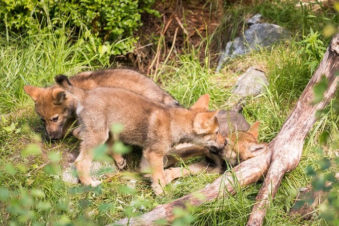 Experience Reindeer Farm and Ranua Wildlife Park in Rovaniemi - Review and Rating Insights