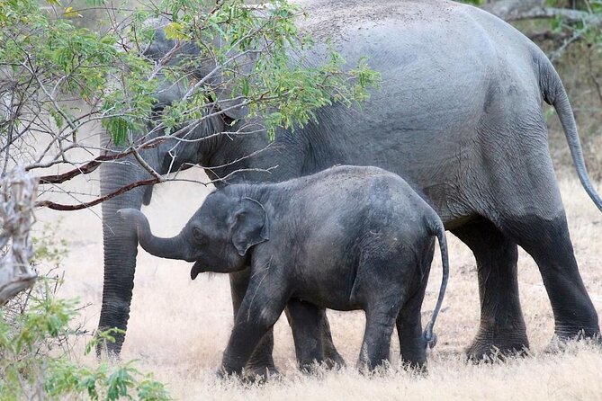 Explore The Beauty Of Udawalawe National Park From South Coast During 01 Day - Traveler Photos and Experiences