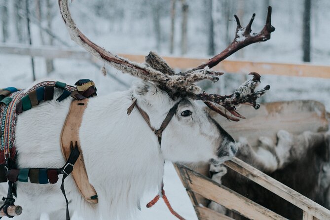 Family Day: Reindeer and Husky by Snowmobile in Levi - Booking and Viator Information