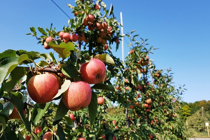 Farm Tour With Korean BBQ In Yeoncheon From Pyeongtaek