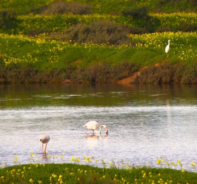 Faro: Pudim Real Boat Tour's 6-Hour Boat Tour to Ria Formosa - Detailed Description