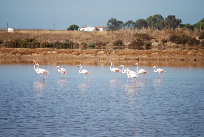 Faro: Ria Formosa Natural Park Segway Tour & Birdwatching - Experience Highlights in the Natural Park