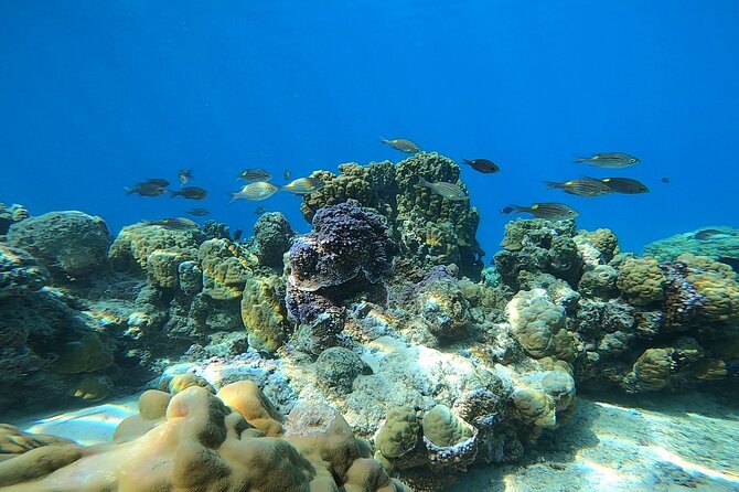 First Dive in the Beautiful and Quiet Maraa Lagoon (Paea - Tahiti) - Meeting and Pickup Instructions