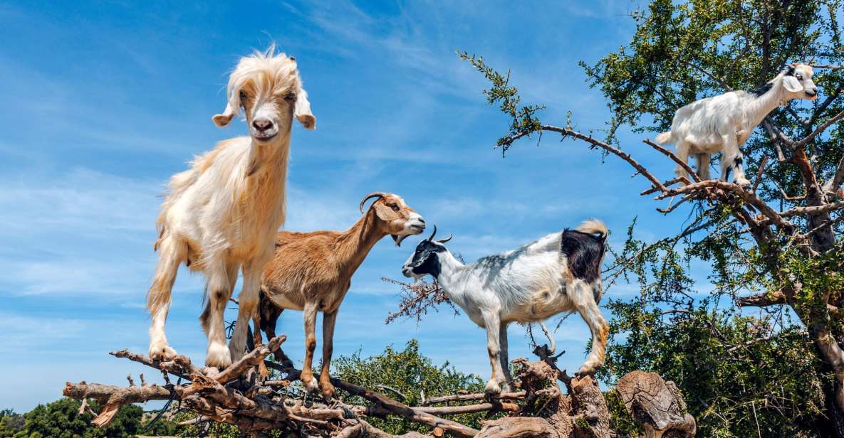 Flying Goats and Agadir Oufella View Experience - Tour Highlights of Agadir Oufella