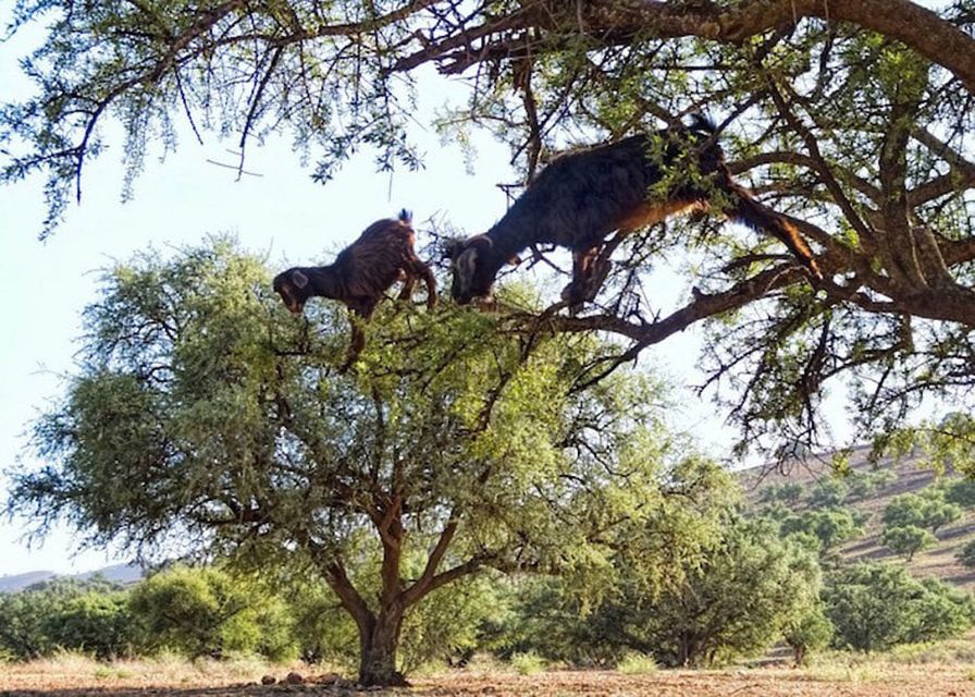 Flying Goats and Agadir Oufella View Experience - Goats on Trees