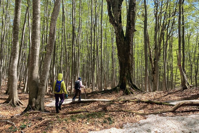 Forest Healing Around the Giant Beech and Katsura Trees - Preserving Legacy of Forest Giants