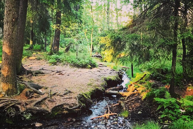 Forestbathing and Natural Spring Water - in Stockholm Nature - Tips for Enhancing Your Experience