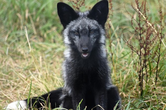 Fox Encounter for 2 People and Park Entry - Activity Ends at Meeting Point