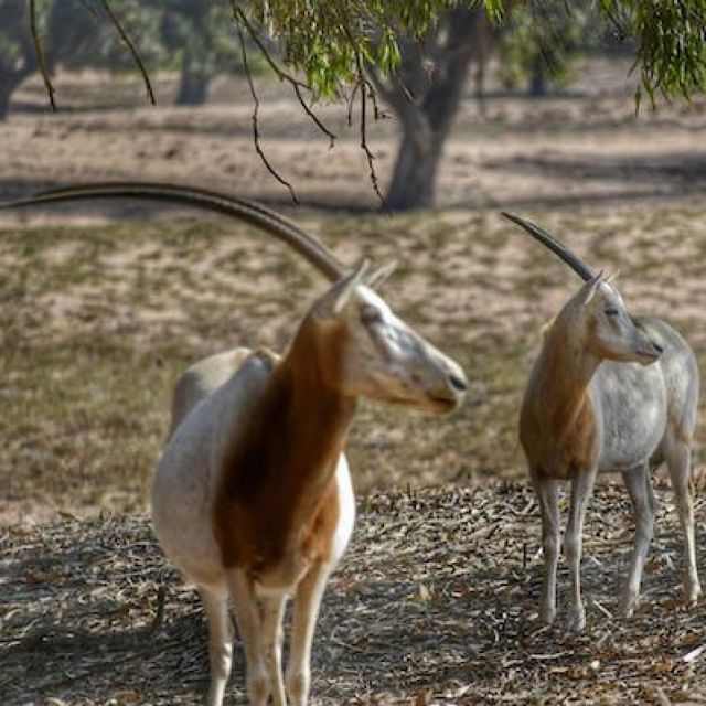 From Agadir: Safaris & Wildlife With Lunch - Wildlife Encounters