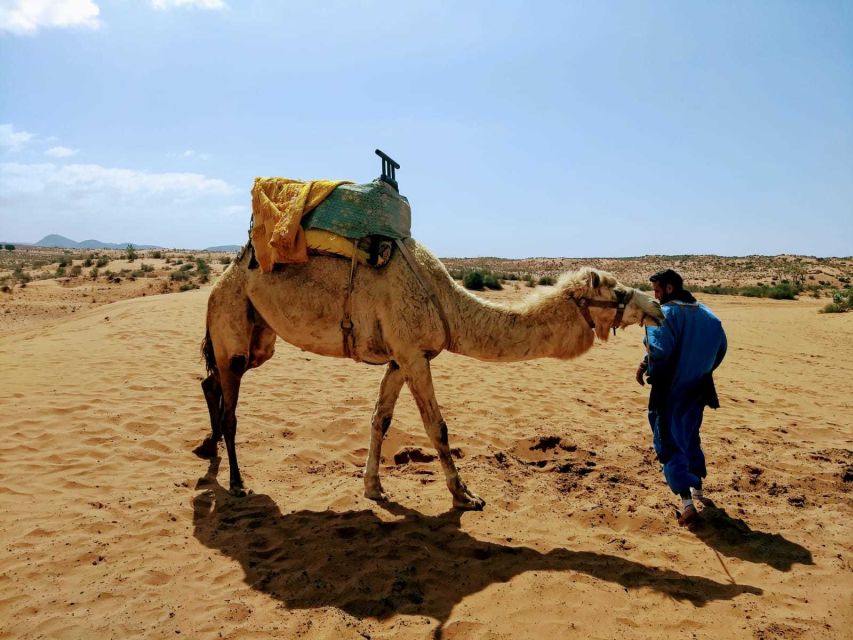 From Agadir: Sahara Desert Day Trip and Camel Ride - Customer Reviews