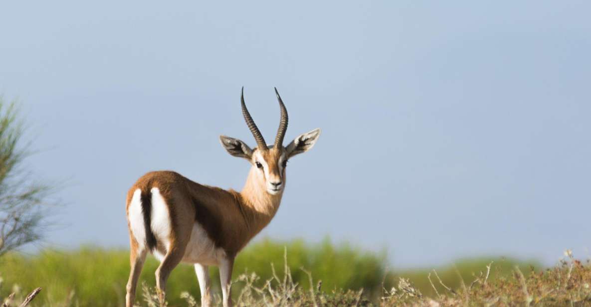 From Agadir: Sous Massa National Park Desert Safari W/Lunch - Full Description of Experience