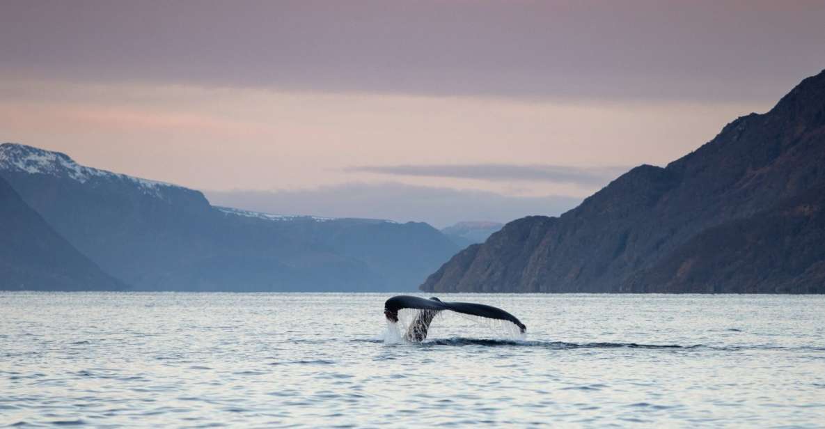 From Alta: Fjord & Whale Adventure - Whale Watching Specifics