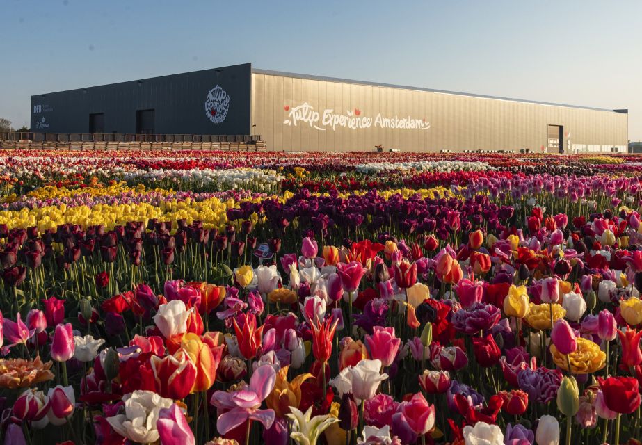 From Amsterdam: Private Keukenhof and Tulip Experience Tour - Tulip Experience Amsterdam