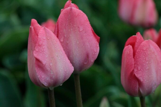 From Amsterdam: Tulip Fields of Holland Tour - Inclusions