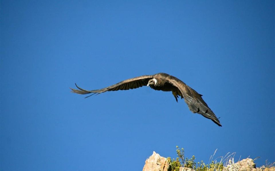 From Arequipa: Colca Canyon 2-Days Ending in Arequipa - Inclusions