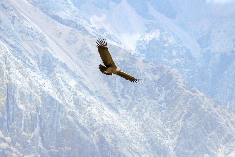 From Arequipa: Colca Canyon Two-Day Tour - Noteworthy Experiences and Wildlife Encounters