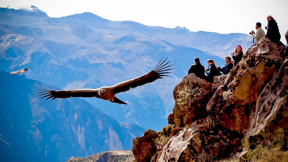 From Arequipa: Full Day Colca Canyon Tour - Customer Feedback
