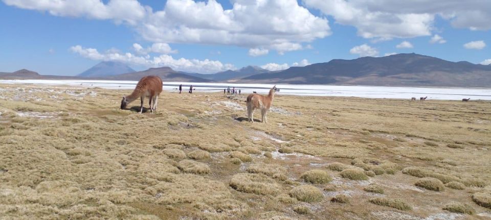 From Arequipa Full Day Salinas Lagoon Excursion - Inclusions in the Excursion Package