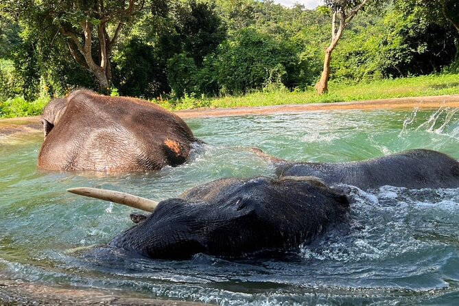 From Bangkok: Elephant Jungle Sanctuary Day Trip - Lunch and Refreshments