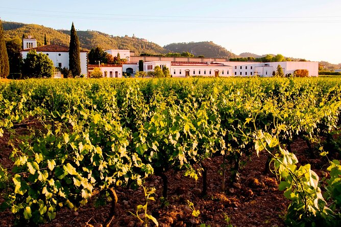 From Barcelona: Wine Cellar Visit in Penedes With Tasting - Last Words