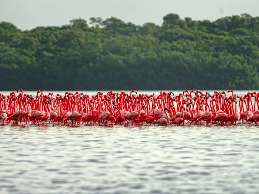 From Cancun: Las Coloradas and Río Lagartos Day Tour - Additional Cost Information