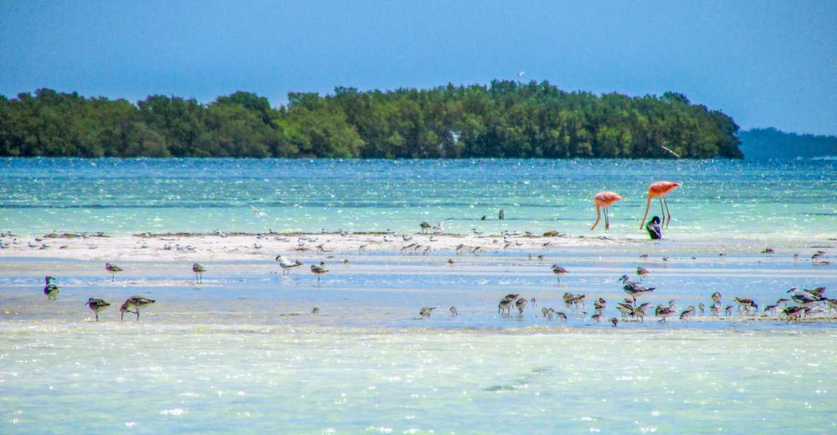 From Cancún/Playa Del Carmen: Holbox Island Tour - Experience Overview