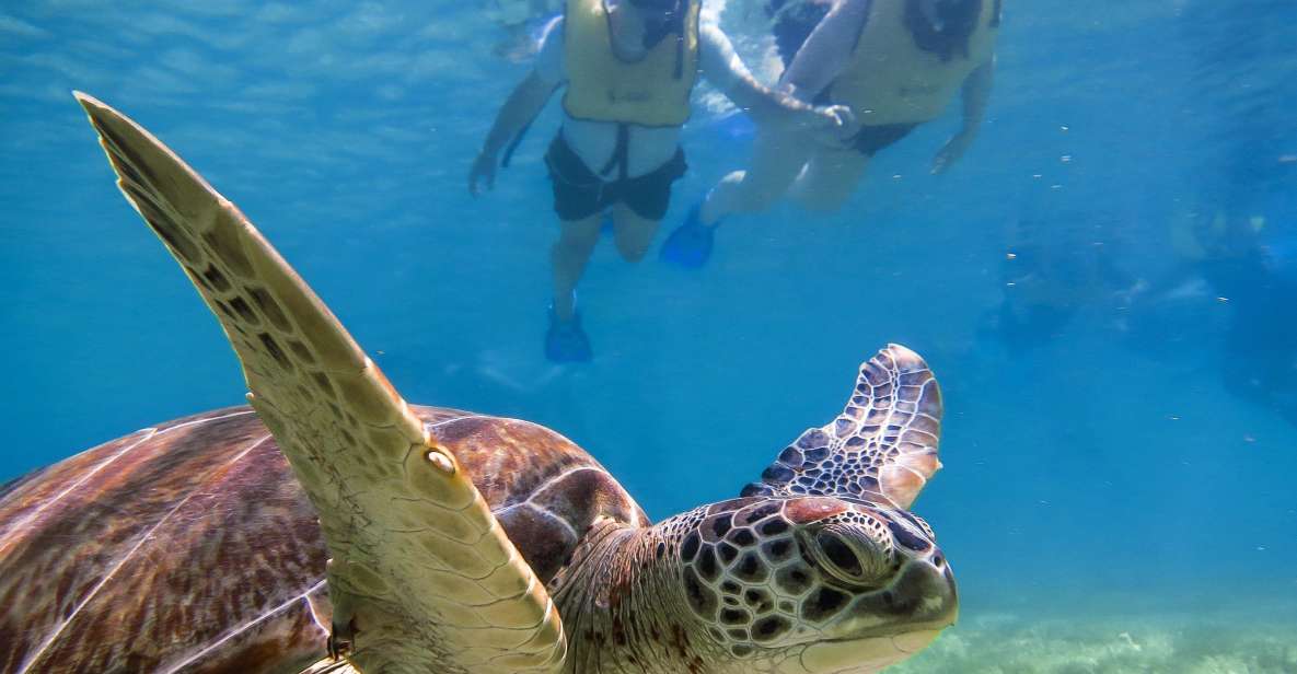 From Cancun/Riviera Maya Snorkel With Sea Turtles & Cenotes - Pickup and Logistics