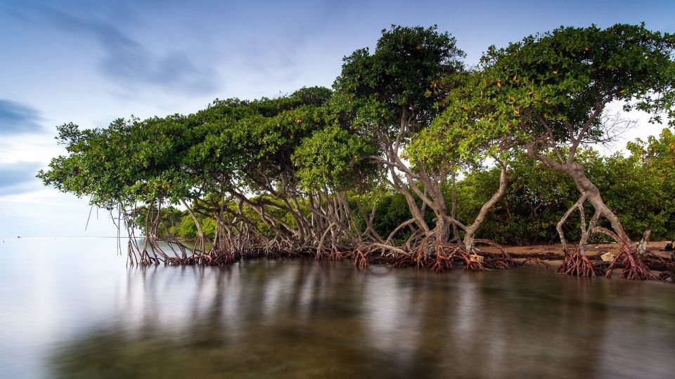 From Cartagena: Mangroves Trip With Lunch - Detailed Description