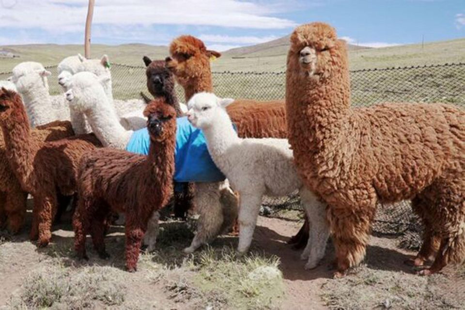 From Cusco: Llama Trekking - Nature Exploration and Cultural Discovery