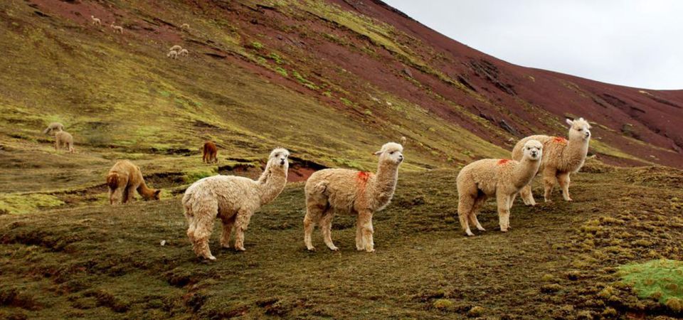 From Cusco Private Service Palccoyo Mountainforest Stones - Itinerary