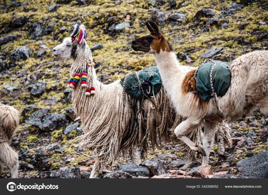 From Cusco: Tour to Chinchero/Maras/MorayPicnic - Booking Information