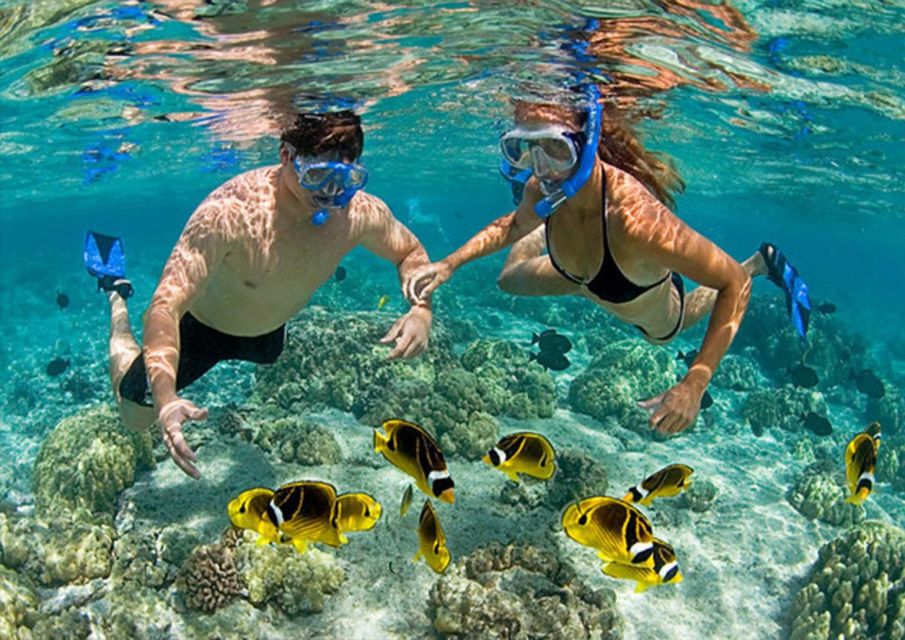 From Da Nang/Hoi An: Cham Island Snorkeling Day Tour & Lunch - Location and Focus