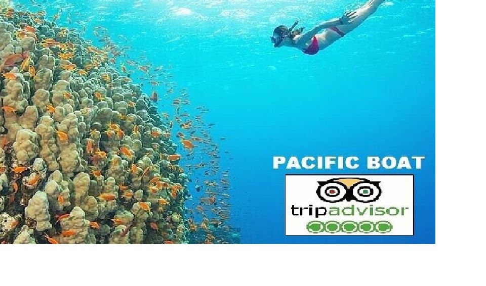 From Da Nang: Snorkeling & Island Hopping Tour by Speedboat - Customer Feedback