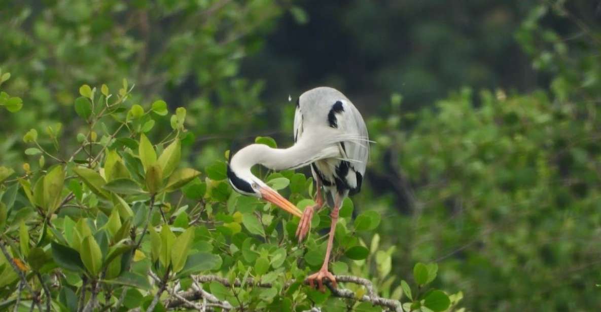 From Desaru: Lebam River Kayak Trip With Boat Cruise - Tour Highlights