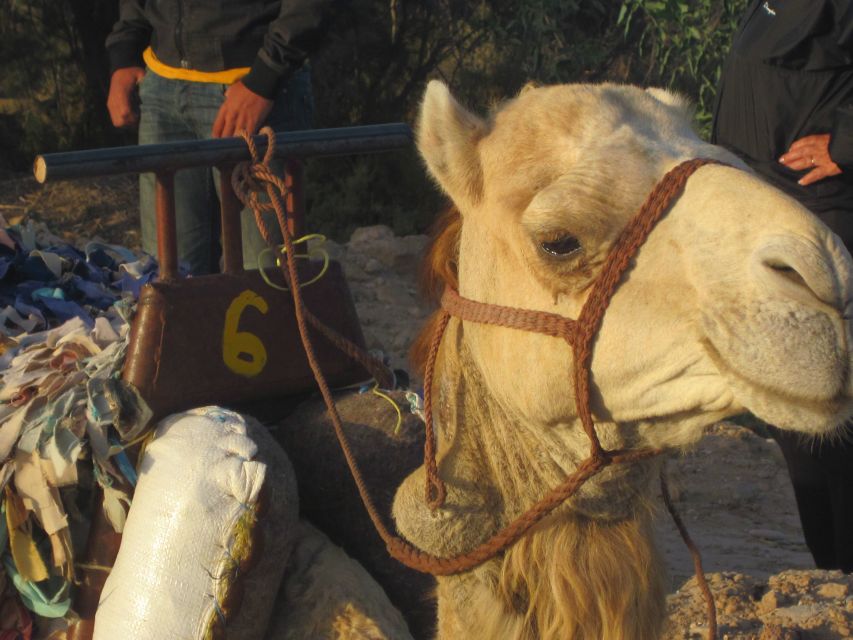 From Essaouira: Camel Tour With Overnight Stay in a Tent - Preparation and Planning