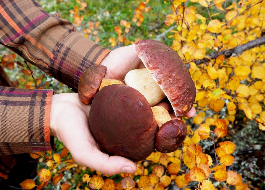 From Helsinki: Mushroom Hunting Tour in a National Park - Foraging Experience