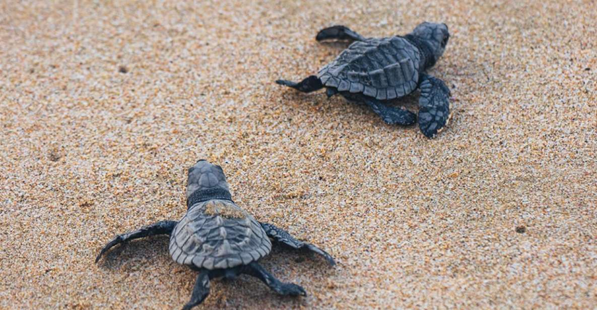 From Huatulco:Turtle Release and Bioluminescence Tour - Tour Highlights