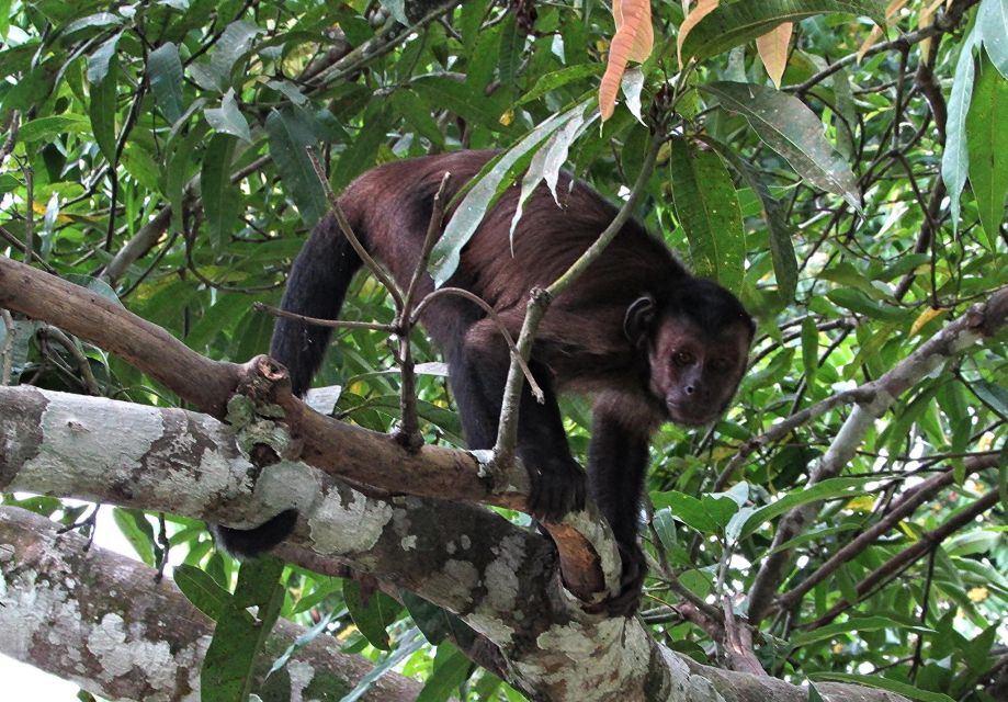 From Iquitos Excursion to the Monkey Island Full Day - Full Day Itinerary