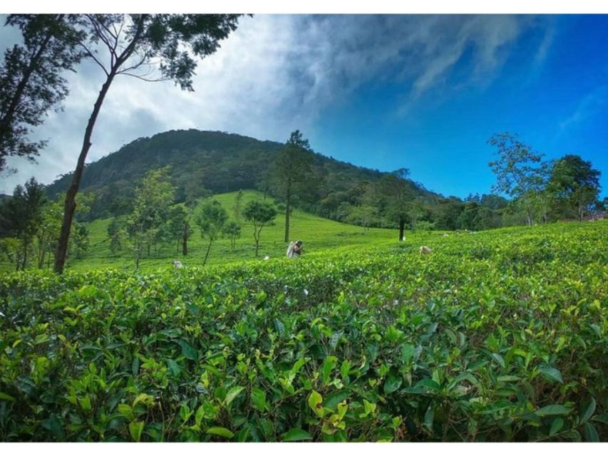 From Kandy: James Taylor's Tea Tour (The Tale of Ceylon Tea) - Pickup Locations