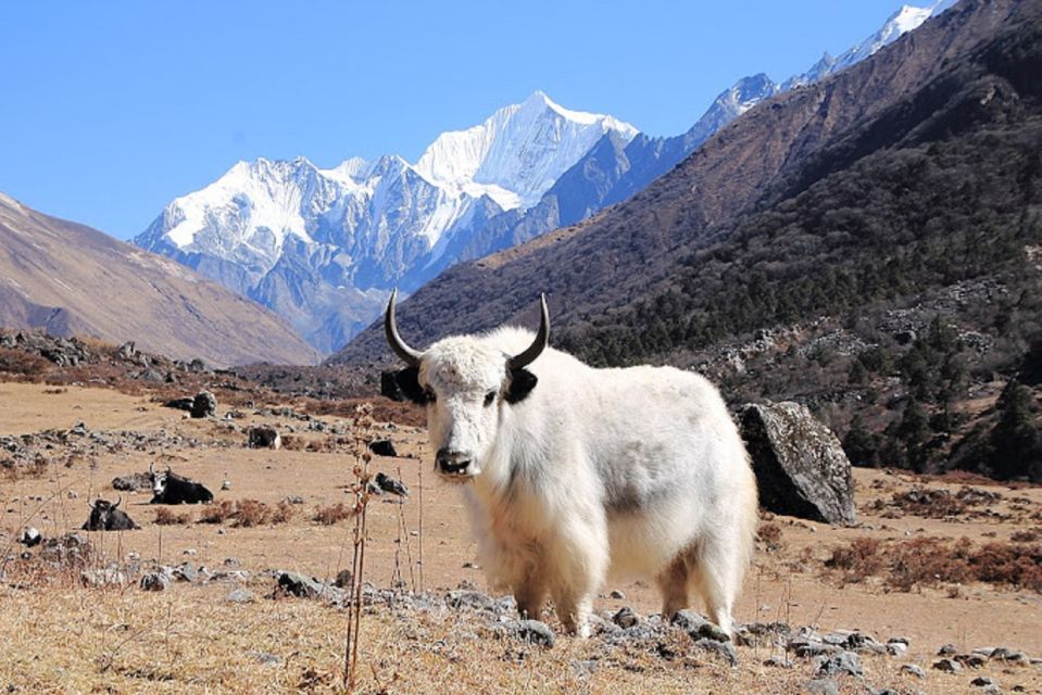 From Kathmandu: 6-Day Langtang Valley Guided Trek With Meals - Trek Difficulty Level