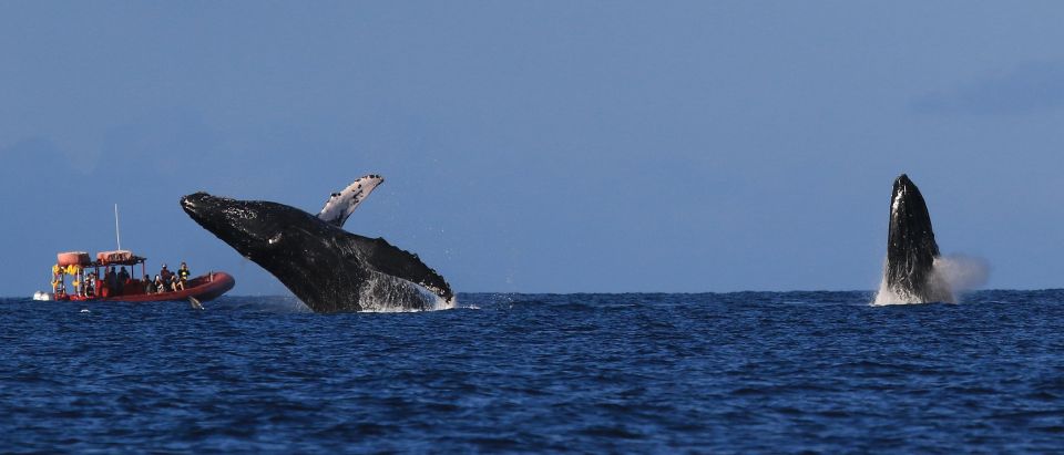 From Kihei: Guided Humpback Whale Migration Cruise - Tour Highlights