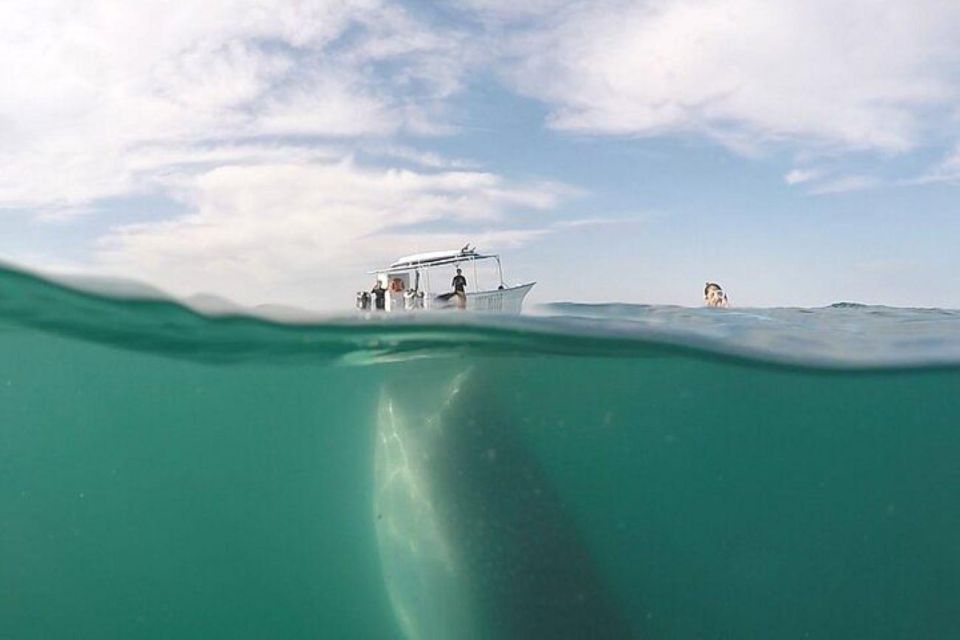 From La Paz: Whale Sharks, Sea Lions & Balandra Beach Combo - Sea Lions Interaction