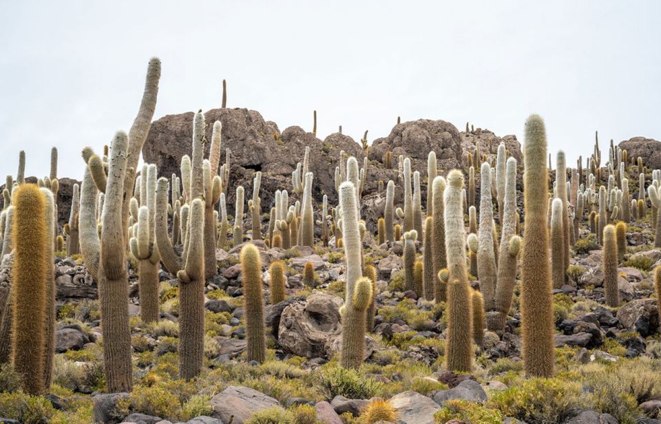 From Lima, Peru: Uyuni Salt Flat 4 Days 3 Nights