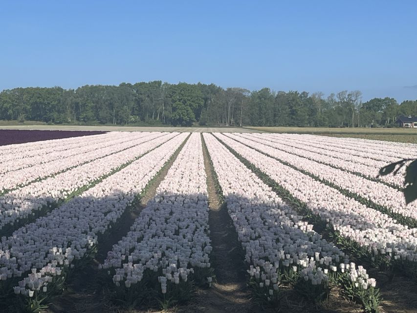 From Lisse: Flower Bike Tour Along Keukenhof And De Tulperij