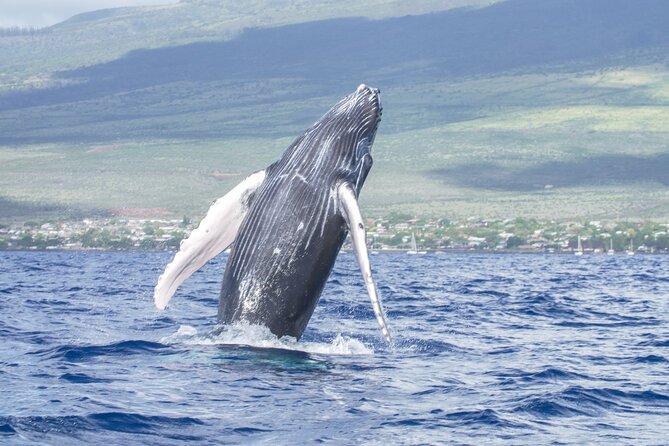 From Maalaea Harbor: Whale Watching Tours Aboard Winona Catamaran - Cancellation Policy